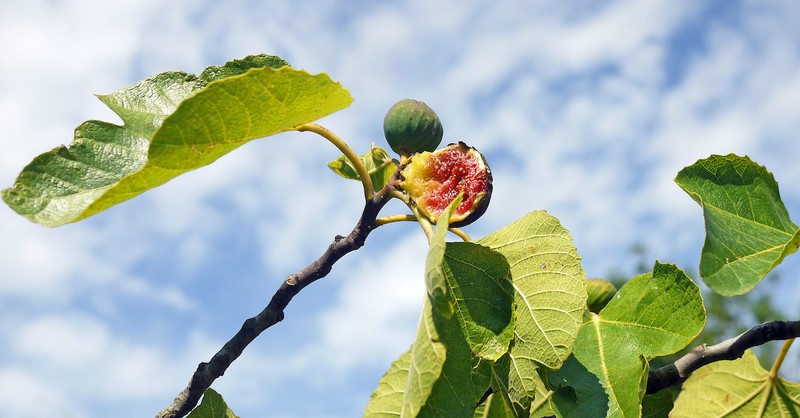 Fig tree against blue sky, holy week reflections holy monday