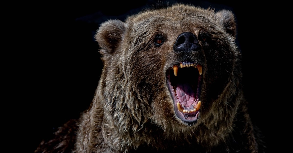 Roaring bear