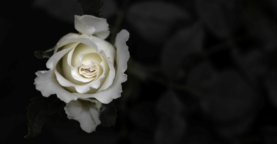 What Does the Bible Say about Purity?