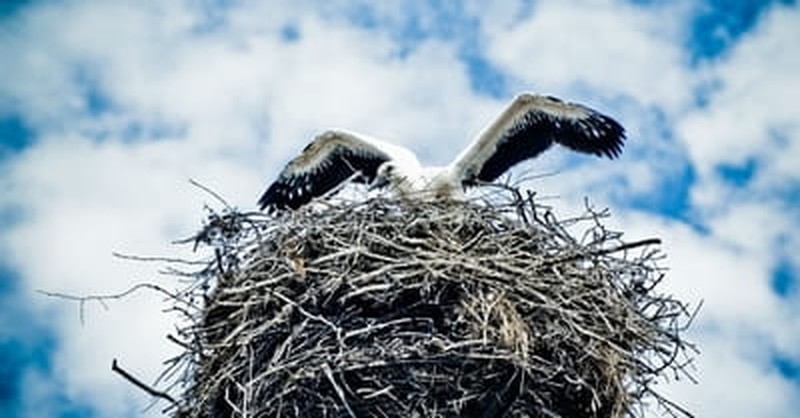 bird nest