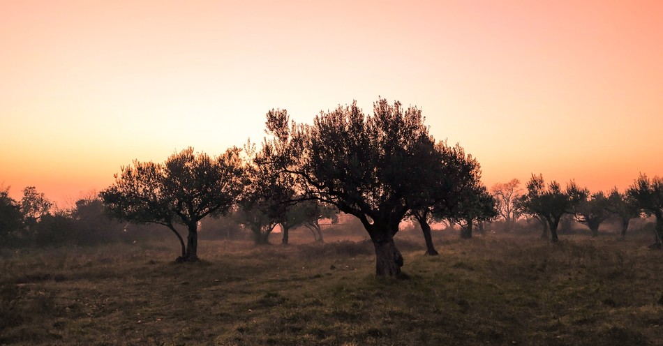 Where Does the Bible Mention the Olivet Discourse?
