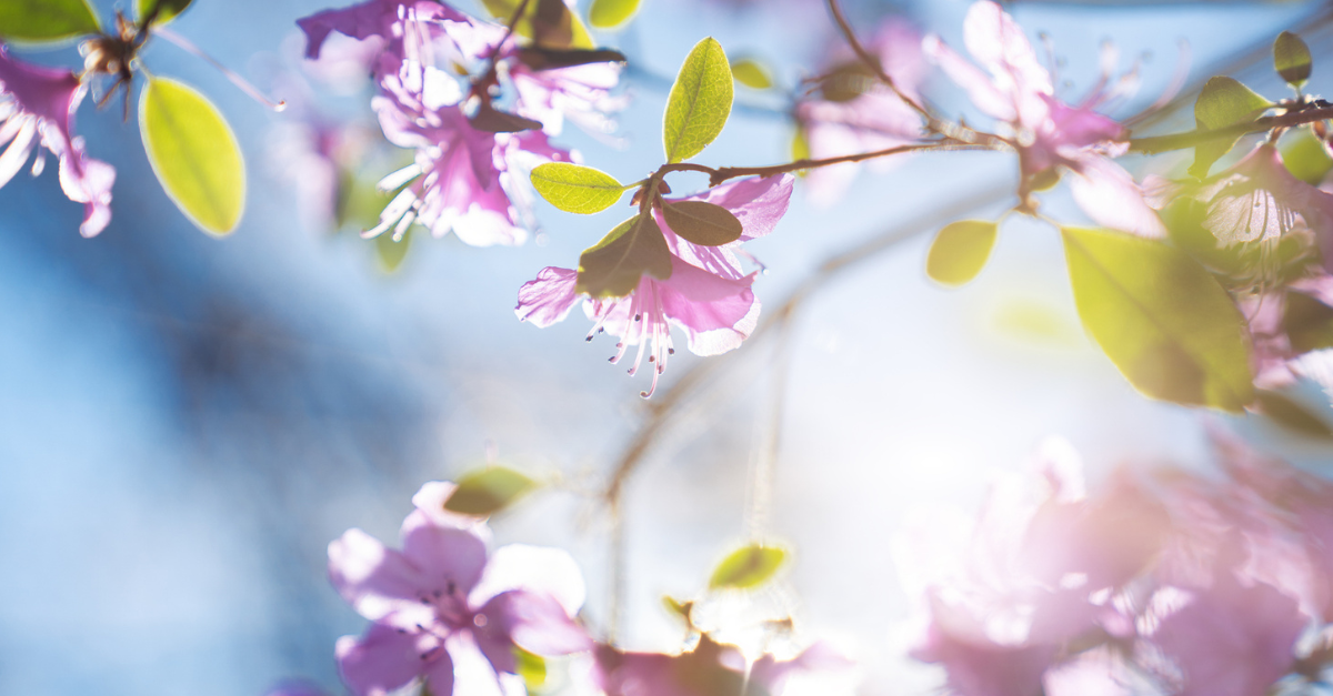 Purple Spring flowers blooming in the sunlight.